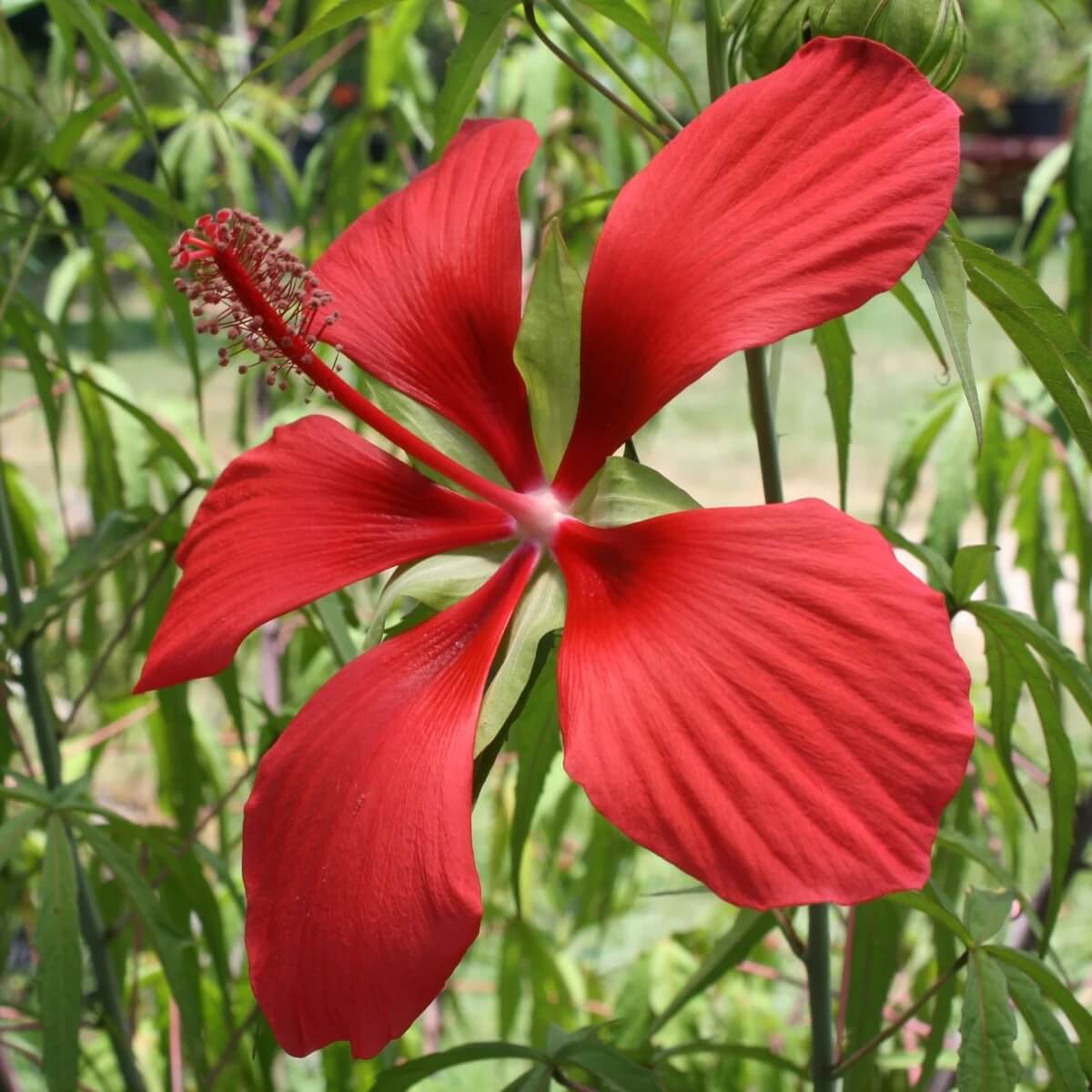 Hibiscus Coccineus Seeds - Flower Plant