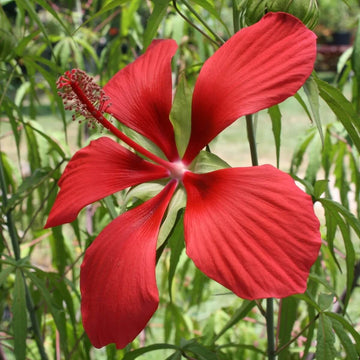 Hibiscus Coccineus Seeds - Flower Plant