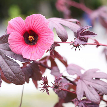 Hibiscus Seeds – Cranberry
