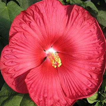 Hibiscus Seeds – Dinner Plate