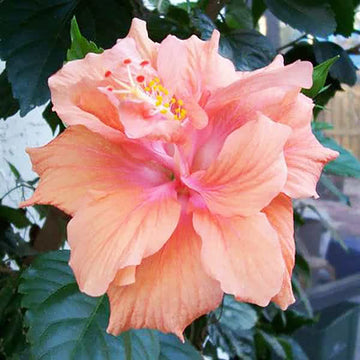 Hibiscus Seeds – Double Pink Orange
