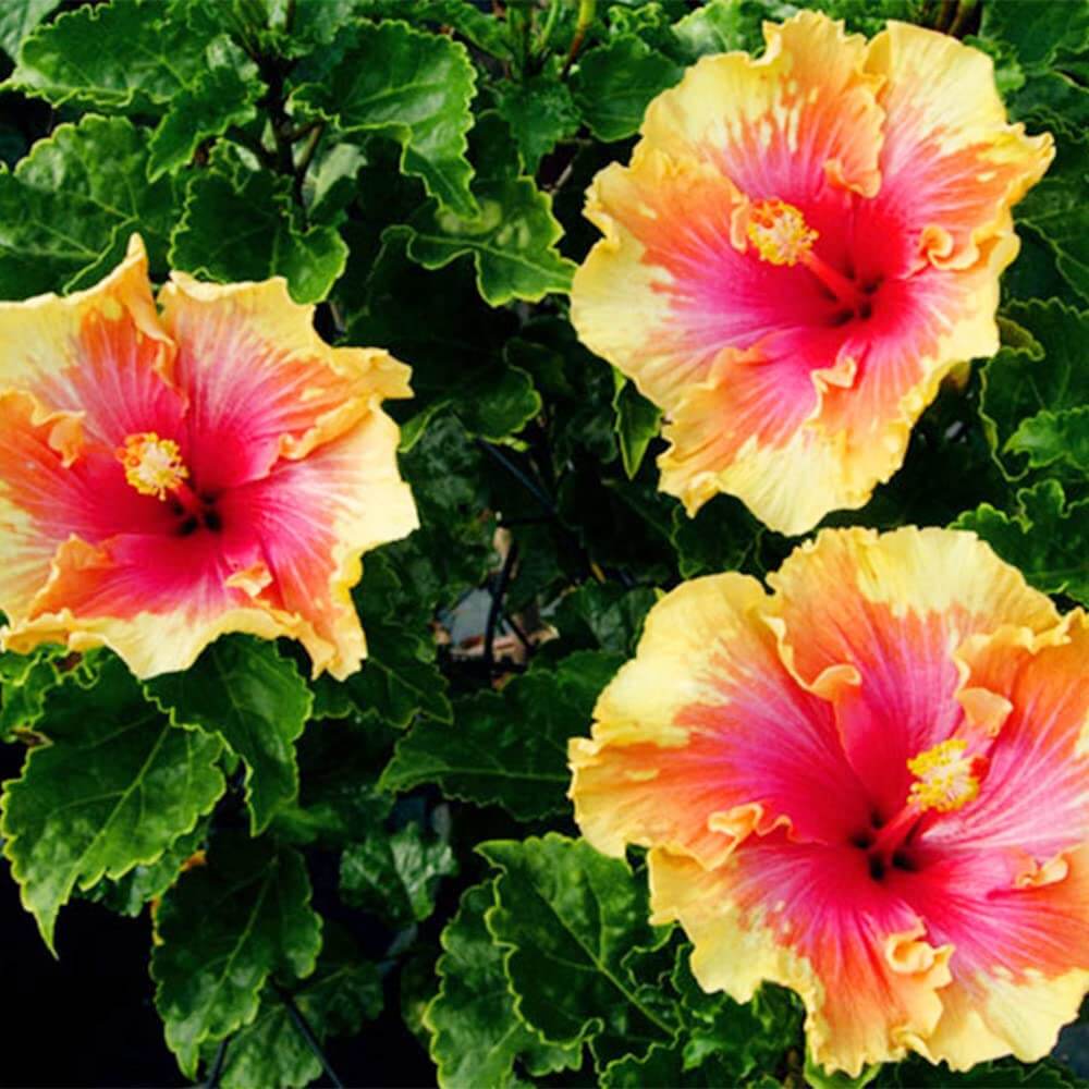 Hibiscus Seeds – Double Pink Yellow
