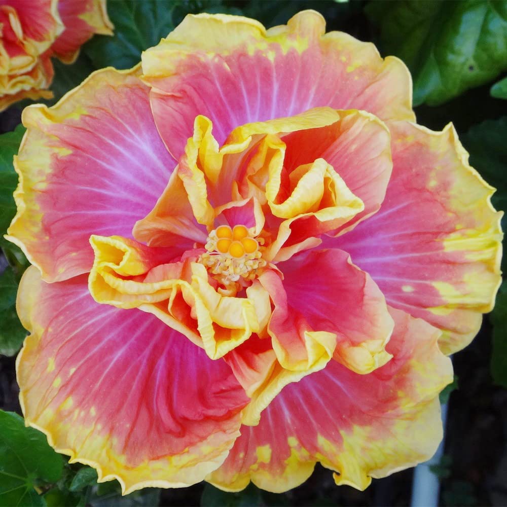 Hibiscus Seeds – Double Pink Yellow
