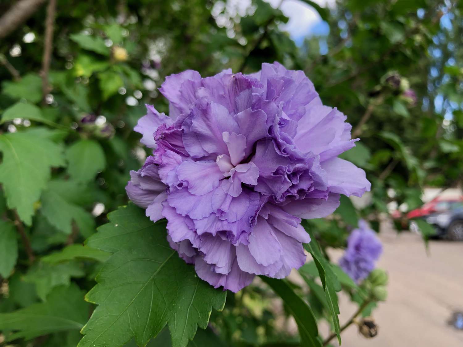Hibiscus Seeds – Double Purple
