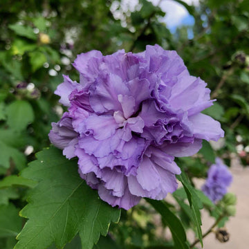 Hibiscus Seeds – Double Purple

