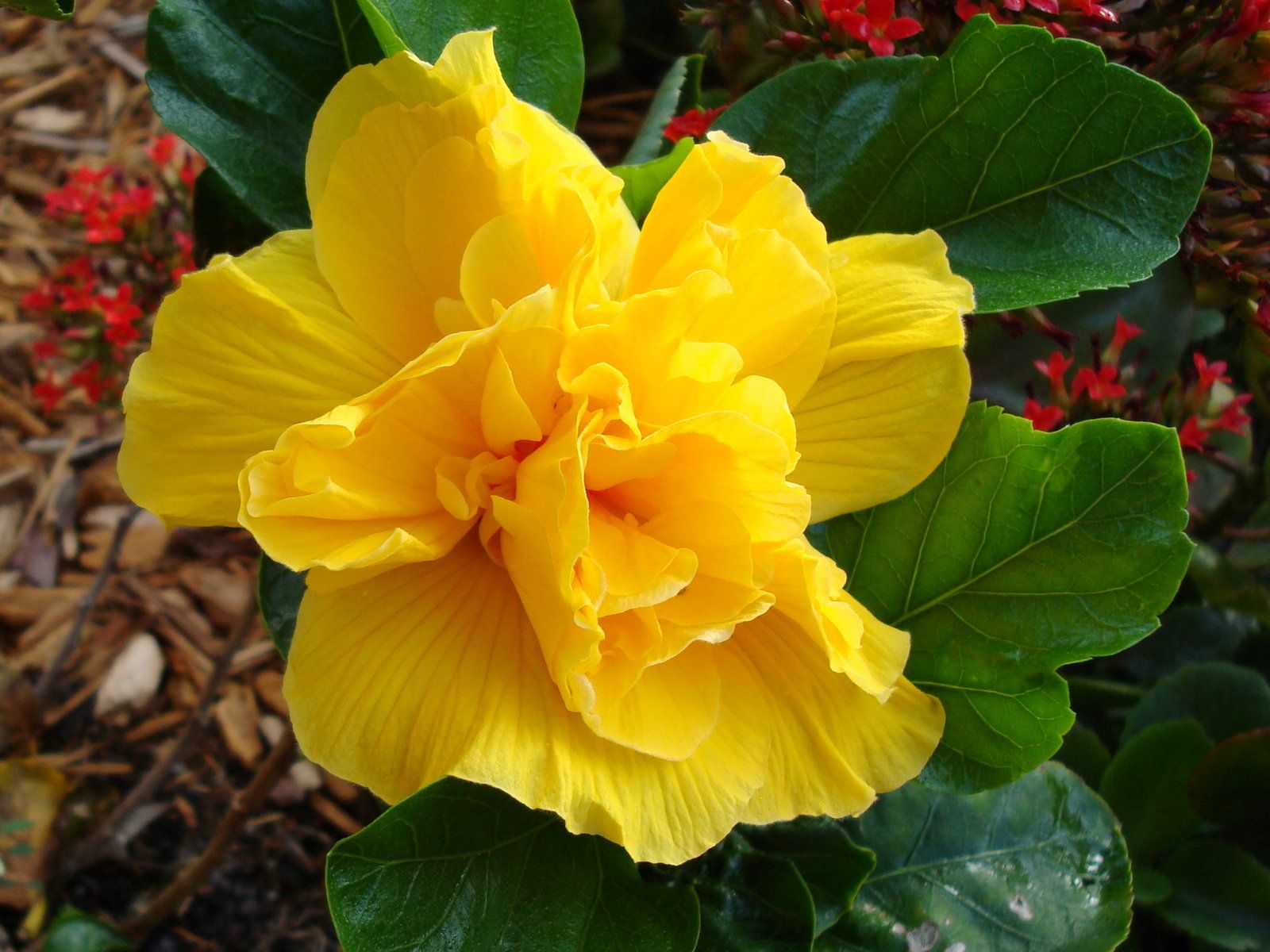 Hibiscus Seeds – Double Yellow
