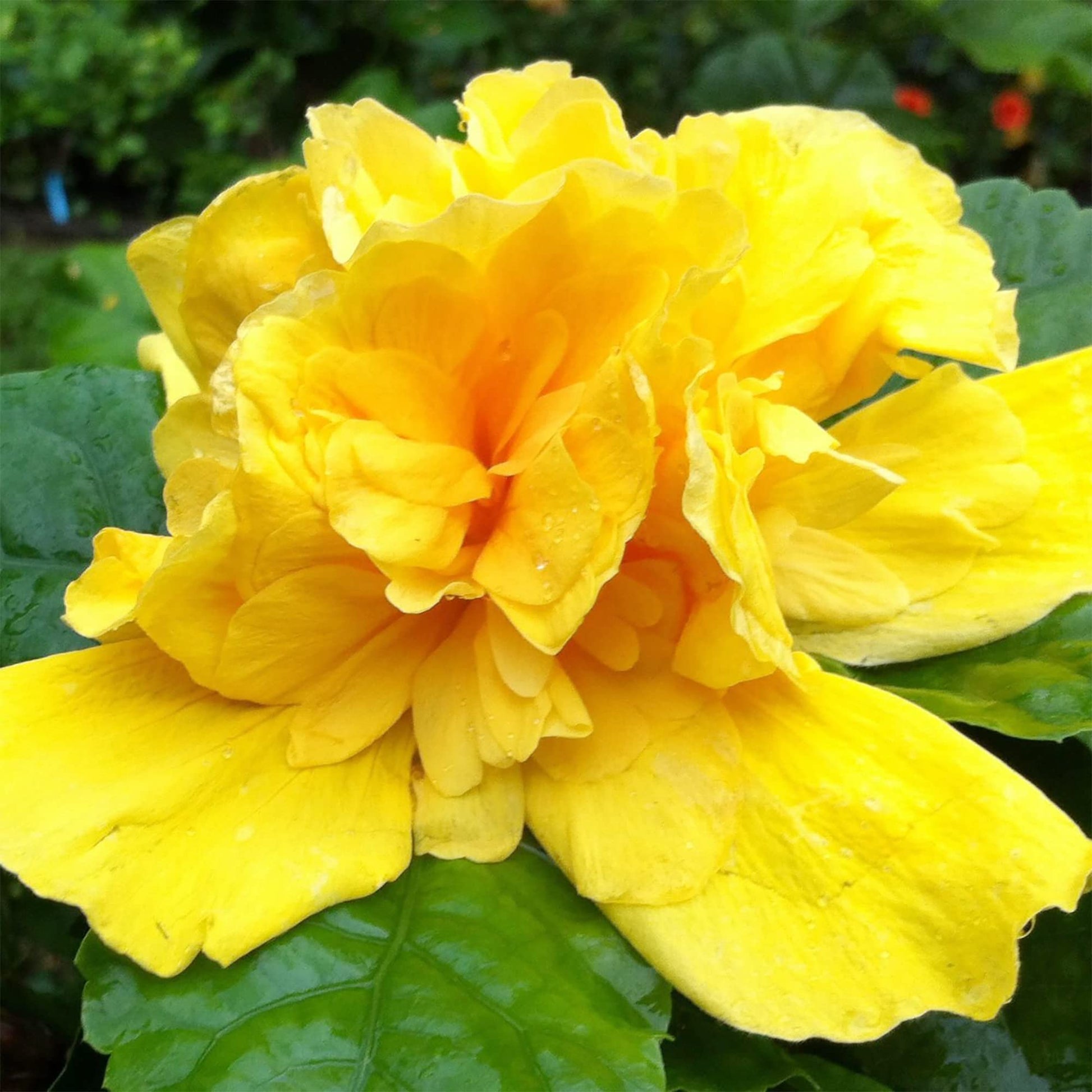 Hibiscus Seeds – Double Yellow

