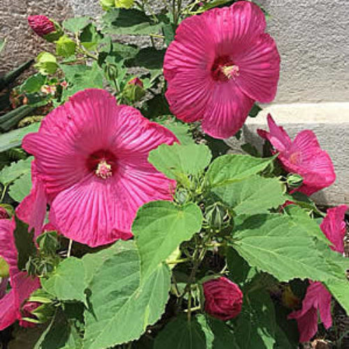 Hibiscus Seeds – Garden Giant Dinnerplate Moscheutos
