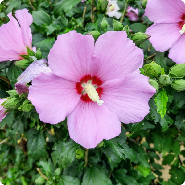 Hibiscus Seeds – Giant
