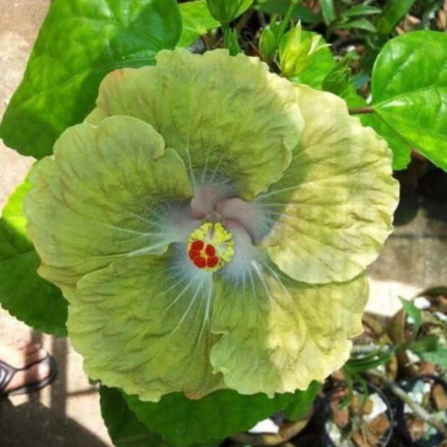 Hibiscus Seeds – Green Yellow
