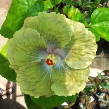 Hibiscus Seeds – Green Yellow
