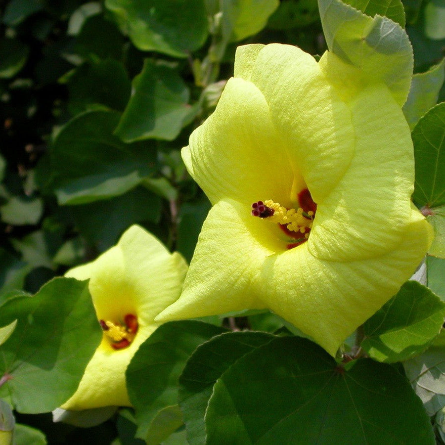 Hibiscus Hamabo Seeds – Hardy Shrub, Long