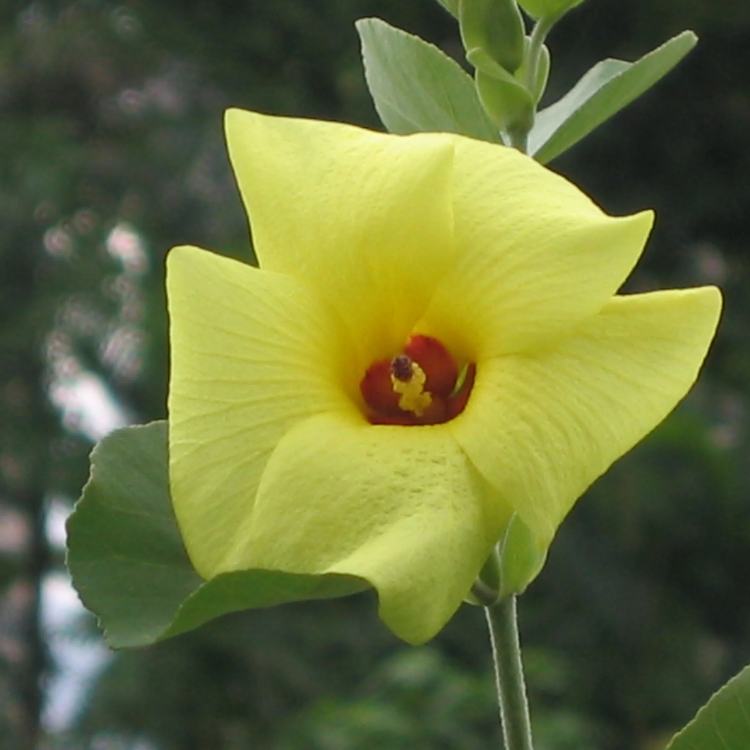 Hibiscus Hamabo Seeds – Hardy Shrub, Long