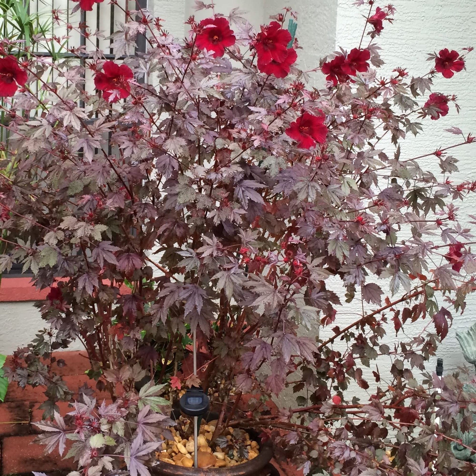 Hibiscus Seeds – Mahogany Splendor
