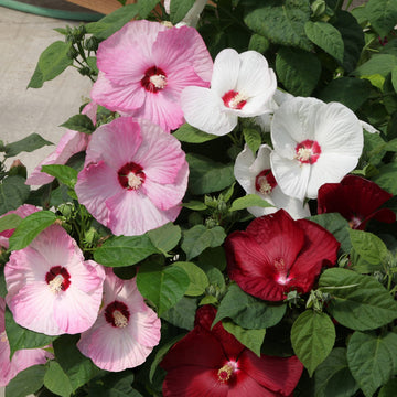 Hibiscus Seeds – Mixed Luna
