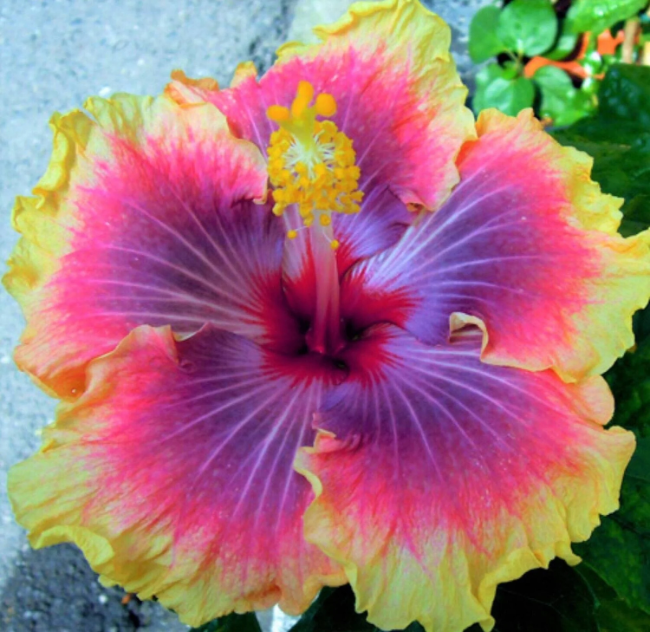 Hibiscus Seeds – Mixed Rare Varieties
