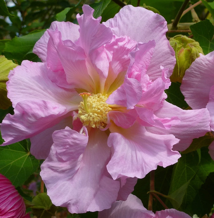 Hibiscus Mutabilis Seeds – Double Confederate Rose
