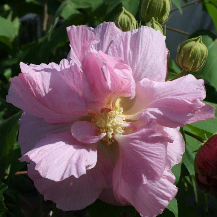Hibiscus Mutabilis Seeds – Double Confederate Rose
