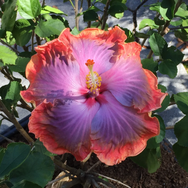 Hibiscus Seeds – Orange Blue
