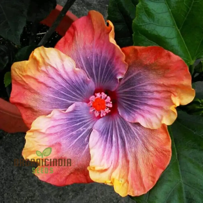 Hibiscus Seeds – Orange Blue
