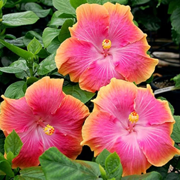 Hibiscus Seeds – Pink Orange
