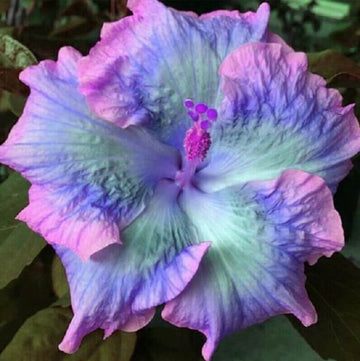 Hibiscus Seeds – Pink, Purple & Blue Mix

