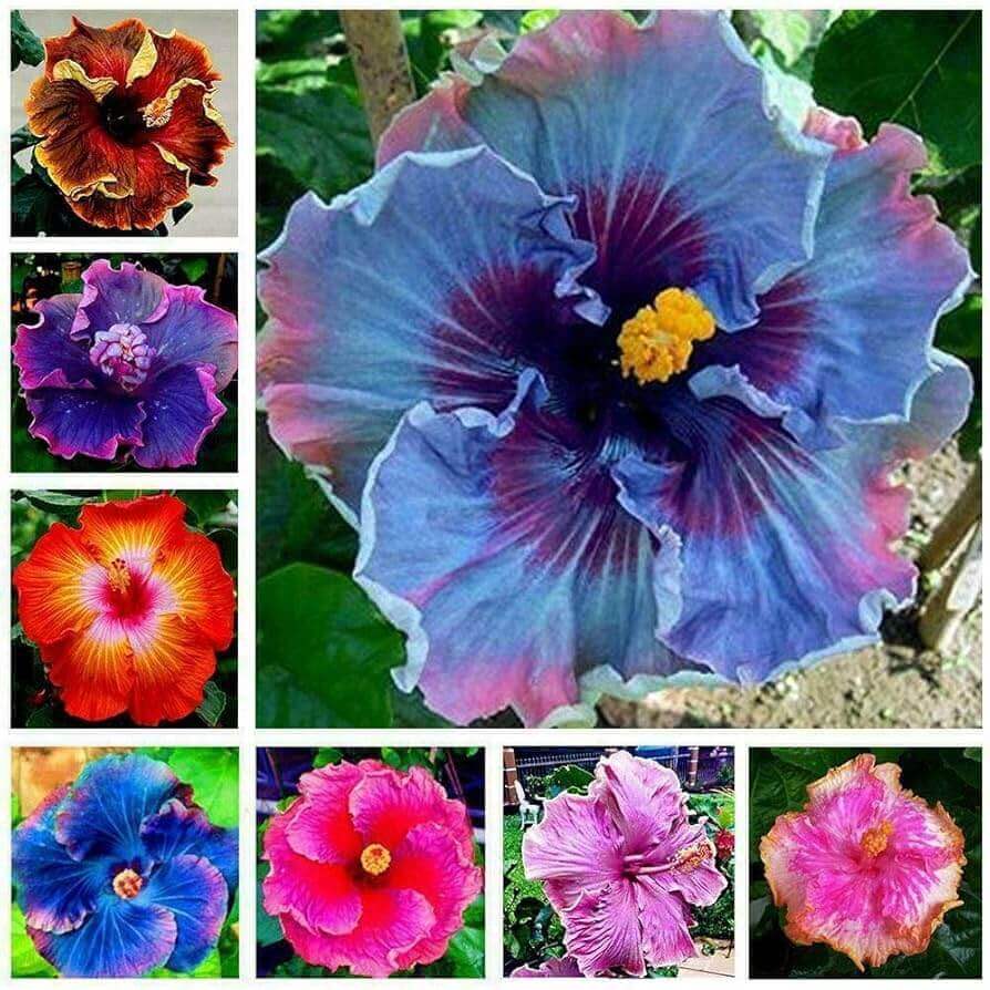 Hibiscus Seeds – Pink, Purple & Blue Mix
