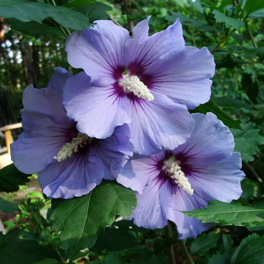 Hibiscus Seeds – Purple

