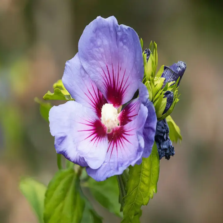 Hibiscus Seeds – Purple
