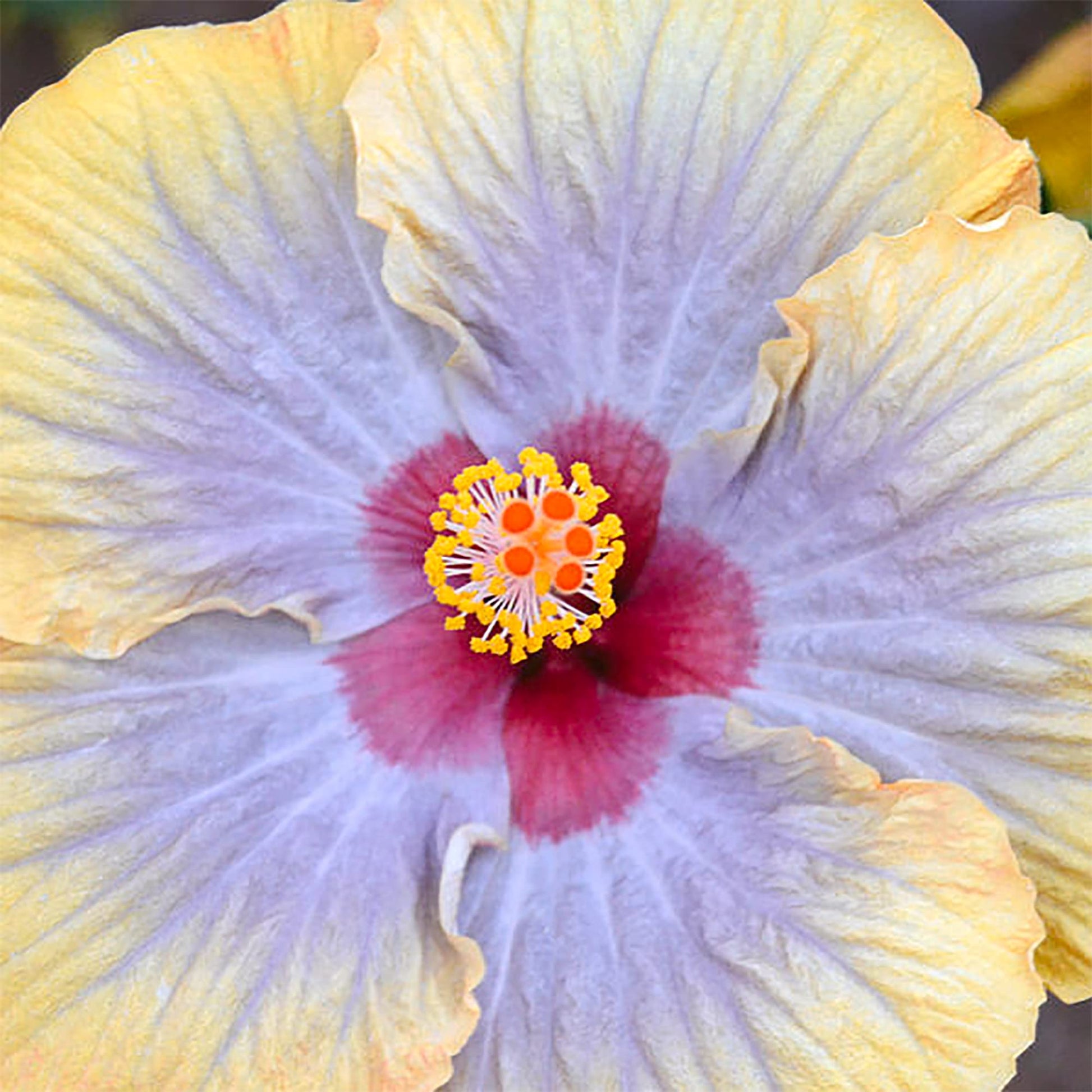 Hibiscus Seeds – Purple Yellow
