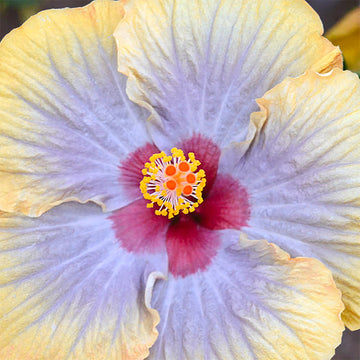 Hibiscus Seeds – Purple Yellow
