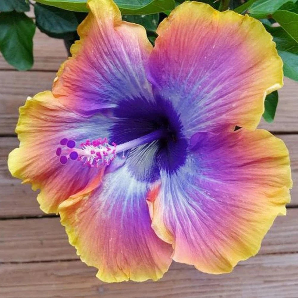 Hibiscus Seeds – Purple Yellow
