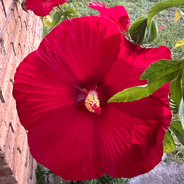 Hibiscus Seeds – Red Dinner Plate
