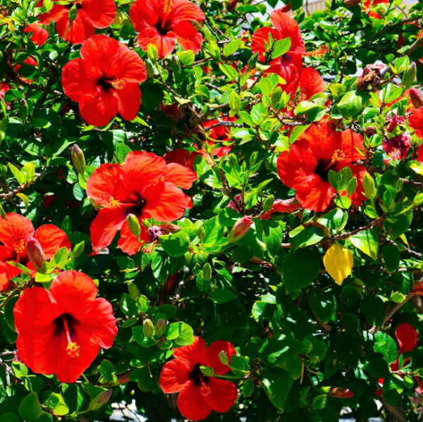 Hibiscus Seeds – Red Hardy
