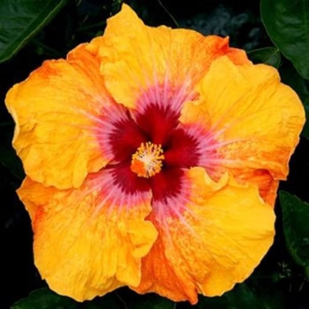 Hibiscus Seeds – Red Yellow
