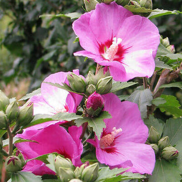 Hibiscus Seeds – Rose of Sharon
