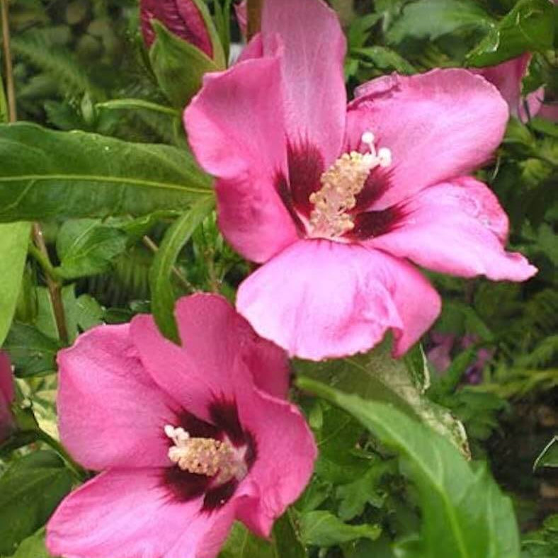 Hibiscus Seeds – Rose of Sharon
