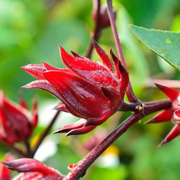 Hibiscus Sabdariffa Seeds - Herbal Plant