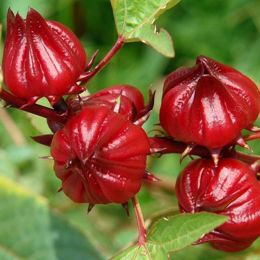 Hibiscus Sabdariffa Seeds - Herbal Plant