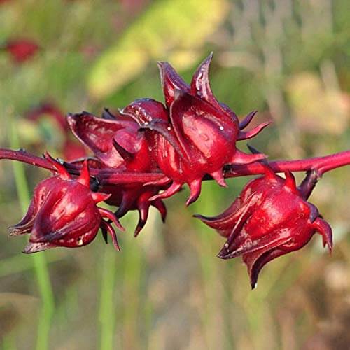 Hibiscus Sabdariffa Seeds - Herbal Plant