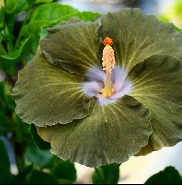 Hibiscus Seeds – Army Green