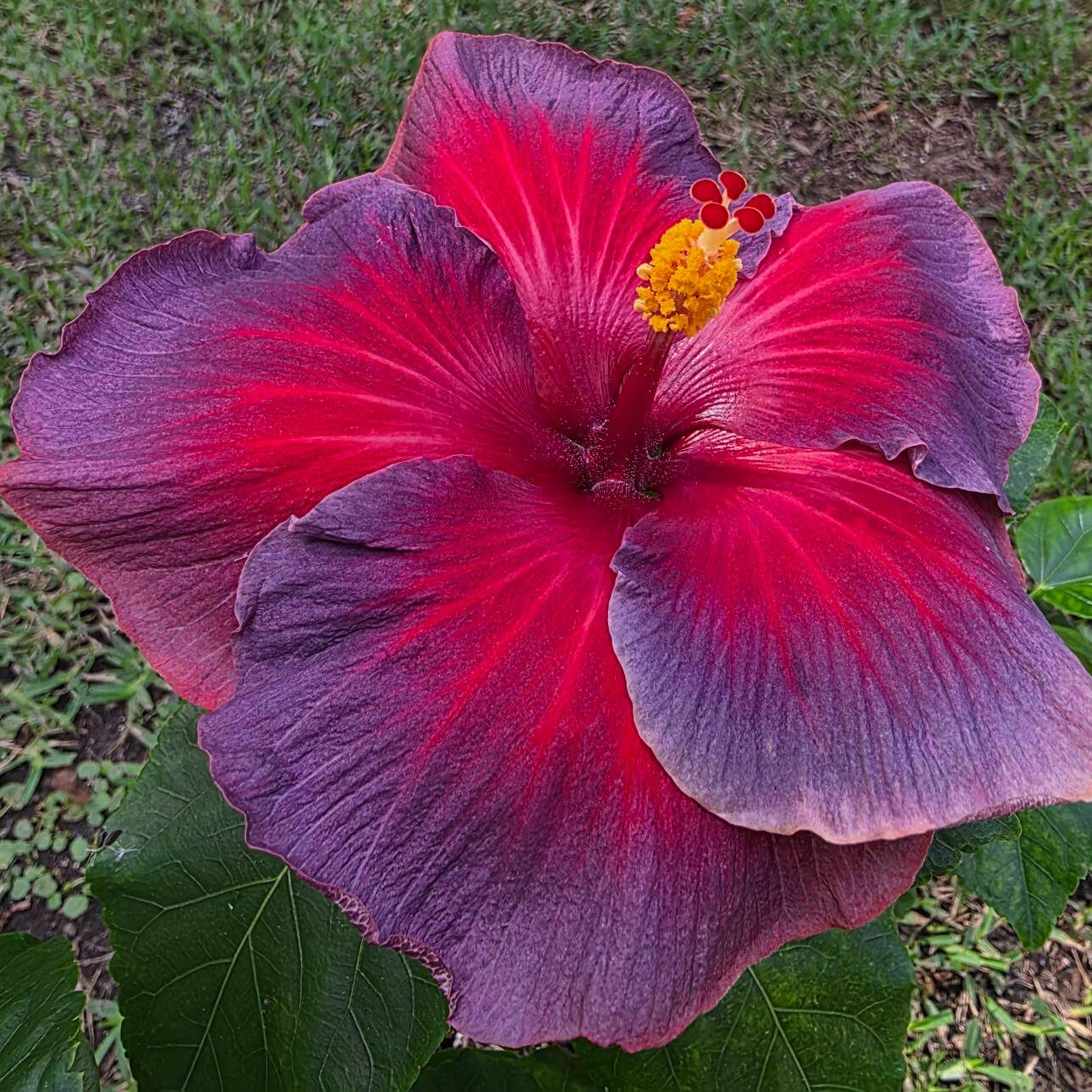 Hibiscus Seeds – Ash Red