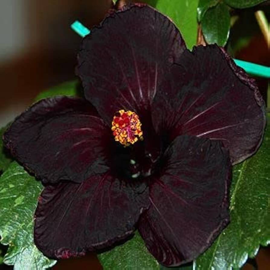Hibiscus Seeds – Black