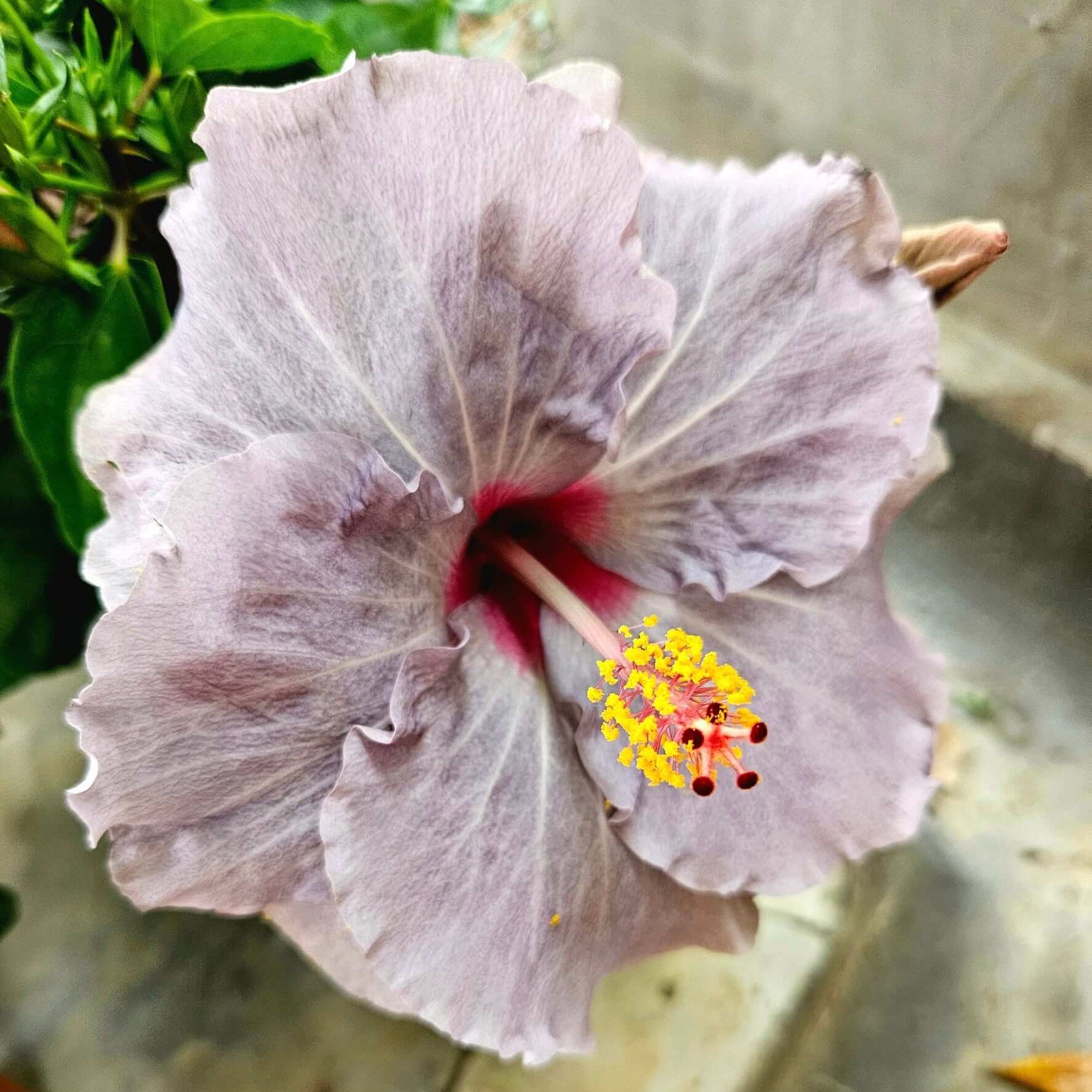 Hibiscus Seeds – Dark Gray