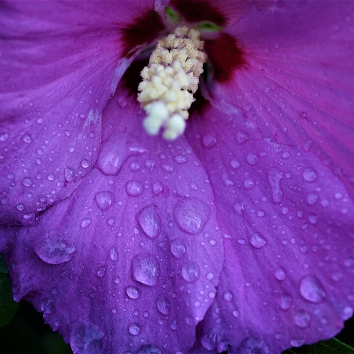 Hibiscus Seeds – Dark Purple