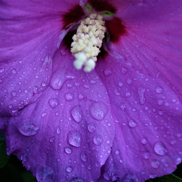 Hibiscus Seeds – Dark Purple