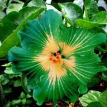 Hibiscus Seeds – Green