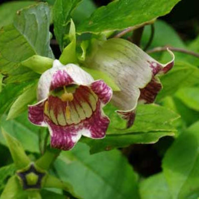 Hibiscus Seeds – Green Purple
