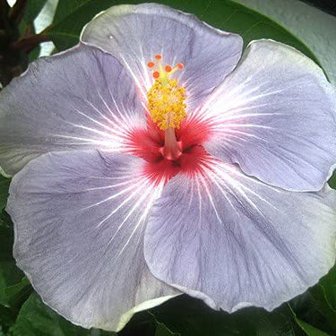 Hibiscus Seeds – Light Grey