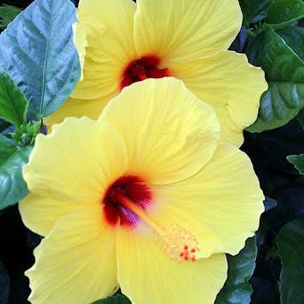 Hibiscus Seeds – Light Yellow